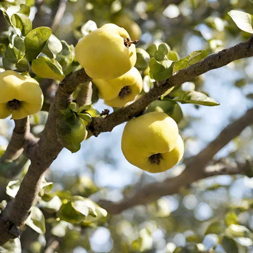 Rüyada Ayva Görmek Ve Psikolojik Yorum